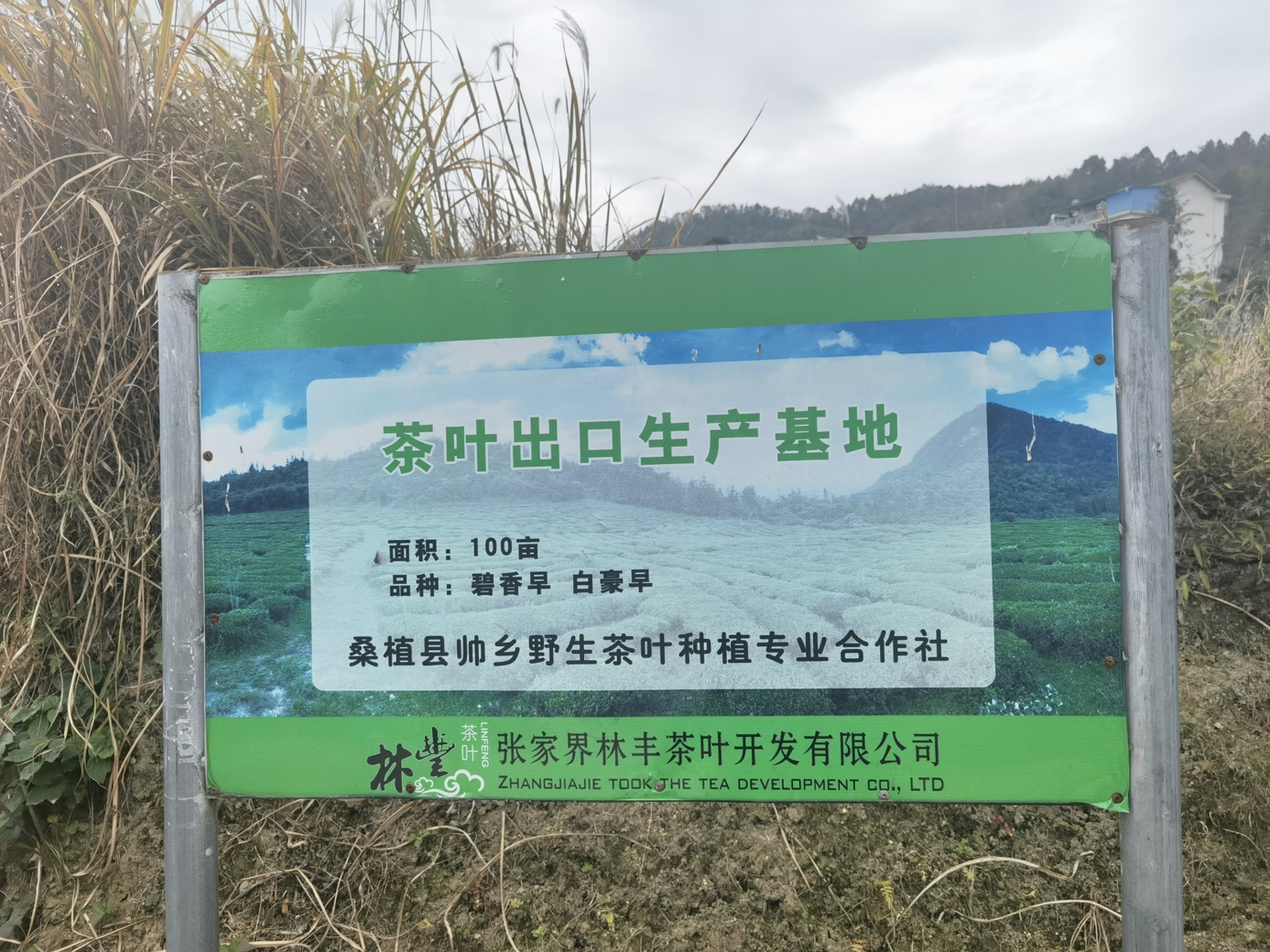 茶葉基地